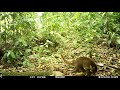 Pregnant female Coati, Nasua narica, on a camera trap in Drake Bay, Costa Rica - March 6, 2023