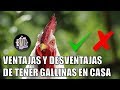 Ventajas y Desventajas de Tener Gallinas en Casa