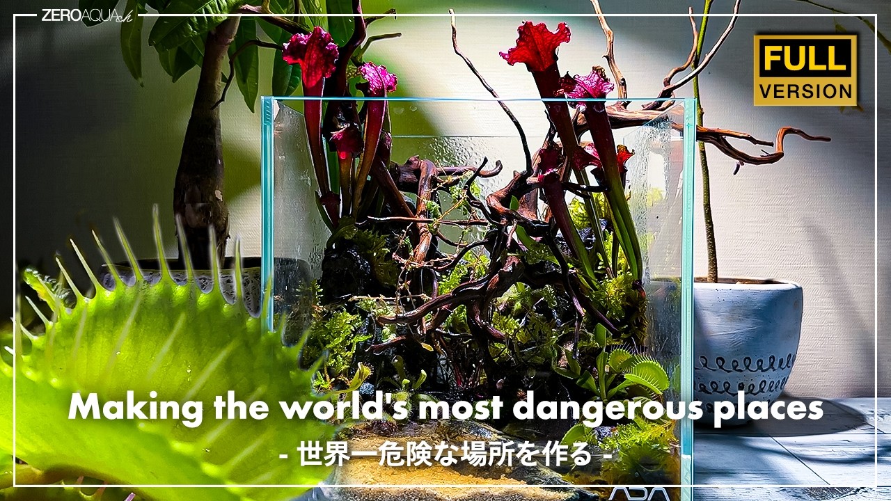 食虫植物の世界　/Venus Flytrap/terrarium/carnivorous plants/vlog/