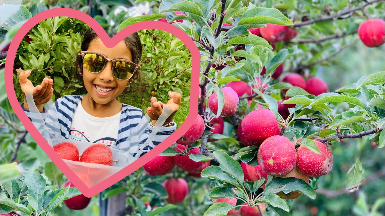 Apples- Red Delicious — Sun Orchard Apples