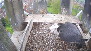 Worcester Cathedral Peregrines 28.04.2024 07:27