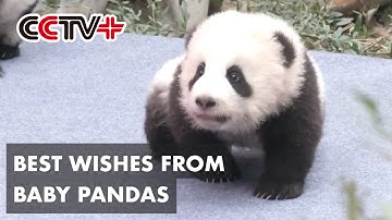 Baby Pandas in Southwest China Greet Coming Spring Festival