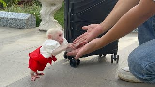 So sweet! Monkey Luk meets dad again after long business trip