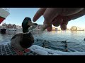 Duck feeding (4K) 鸭子喂养