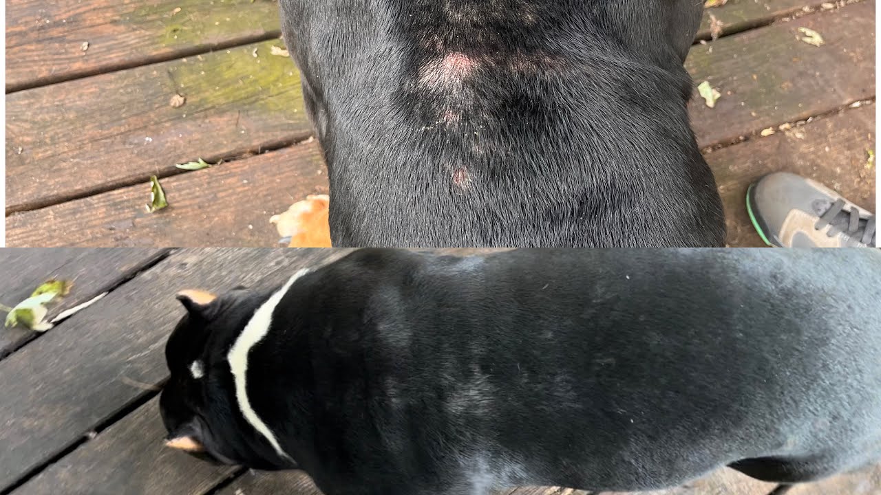 American Bully MTG For Hotspots itching On Dogs Before And After Why american-bully-mtg-for-hotspots-itching-on-dogs-before-and-after-why