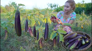 Fresh eggplant in my garden and cook food recipe - Polin lifestyle