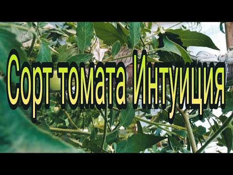 Сорт томата Интуиция