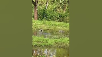 Lesser whistling ducks #shorts