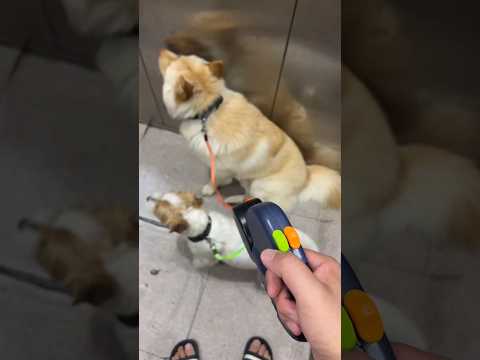 Smart Leash Dogleash Leash Gifts Gift Pet Pets Petgifts Trending Viral Shorts Cat Dogs