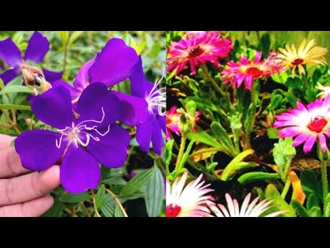 10 Impresionantes Nombres de Flores Masculinos para Embellecer tu Jardín