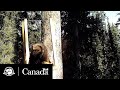 Protection D Une Population De Carcajous En Déclin Notes De Terrain Parcs Canada 