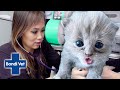 Kitten Rescued from Gutter Could Die from Infection!! | Full Episode | Bondi Vet