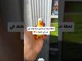 بطة سكوشي 