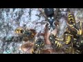 Hornets and Yellowjackets Fighting For Food