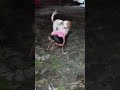 Perritos divirtiendose #humor #perrosdivertidos
