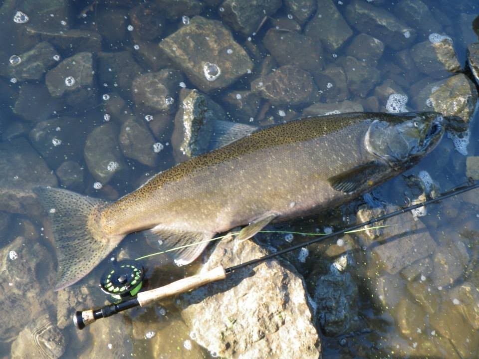 Record King Salmon On The Fly LyubakaVideo YouTube