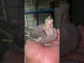 Baby Grey Cockatiel #shorts #viral #youtubeshorts