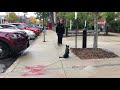 Hooksett Dog Trainer/ Manchester Dog Trainer 5 month old mini husky Cali Hooksett Dog Trainer/ Manchester Dog Trainer 5 month old mini husky Cali