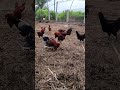 Hen Fighting 🔥#shorts #farmer #hen #fighting #donotmisstheend