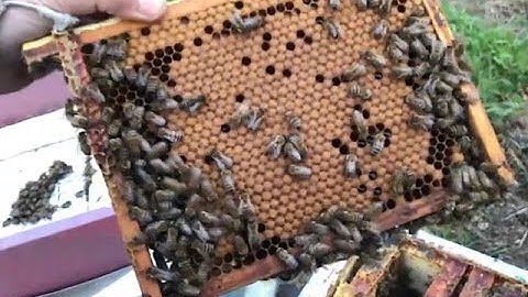 Mini-Plus Mating Nucs Update!!