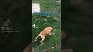 Download Lagu #dog #grubhub MP3