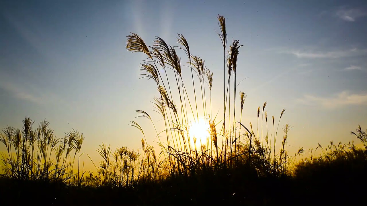Reeds and Sunshine 00:22 No Audio. Creative Commons Usage, Must include ...