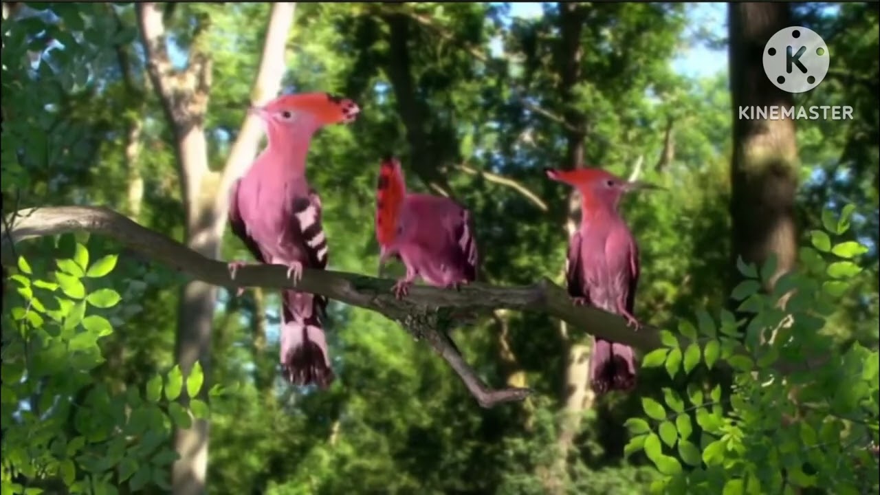 In The Night Garden Birds Compilation Reversed
