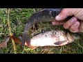 pescando en el rio varios peces para freir