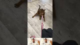 Dog Cat Animal Comedy Compilation Satisfying Meme Shorts Viral Amazing Reels 101