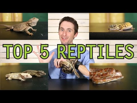 Top 5 Reptiles For Beginners