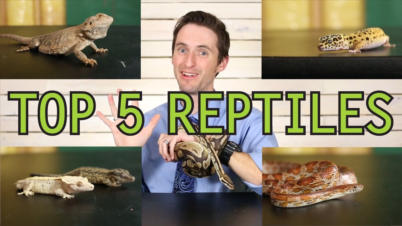 Top 5 Reptiles For Beginners - YouTube