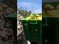 How they bring lemons to the factory to produce Limoncello in Amalfi….