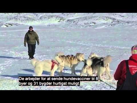 Video: Hvordan Hundesyge Overføres