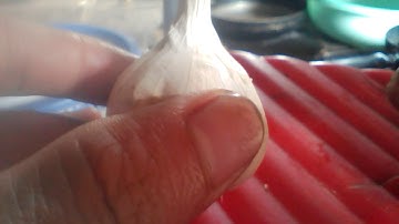 Mồi câu cá chim hồ dich vu