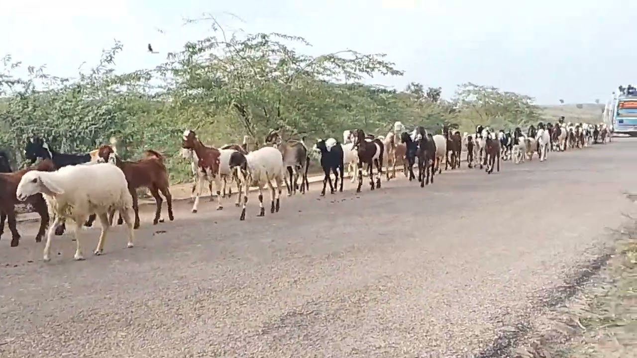 Goats Animals of thar 