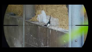 Precision Control: Summer Farm Yard Clearance FX king 22 FAC #pestcontrol #hunting