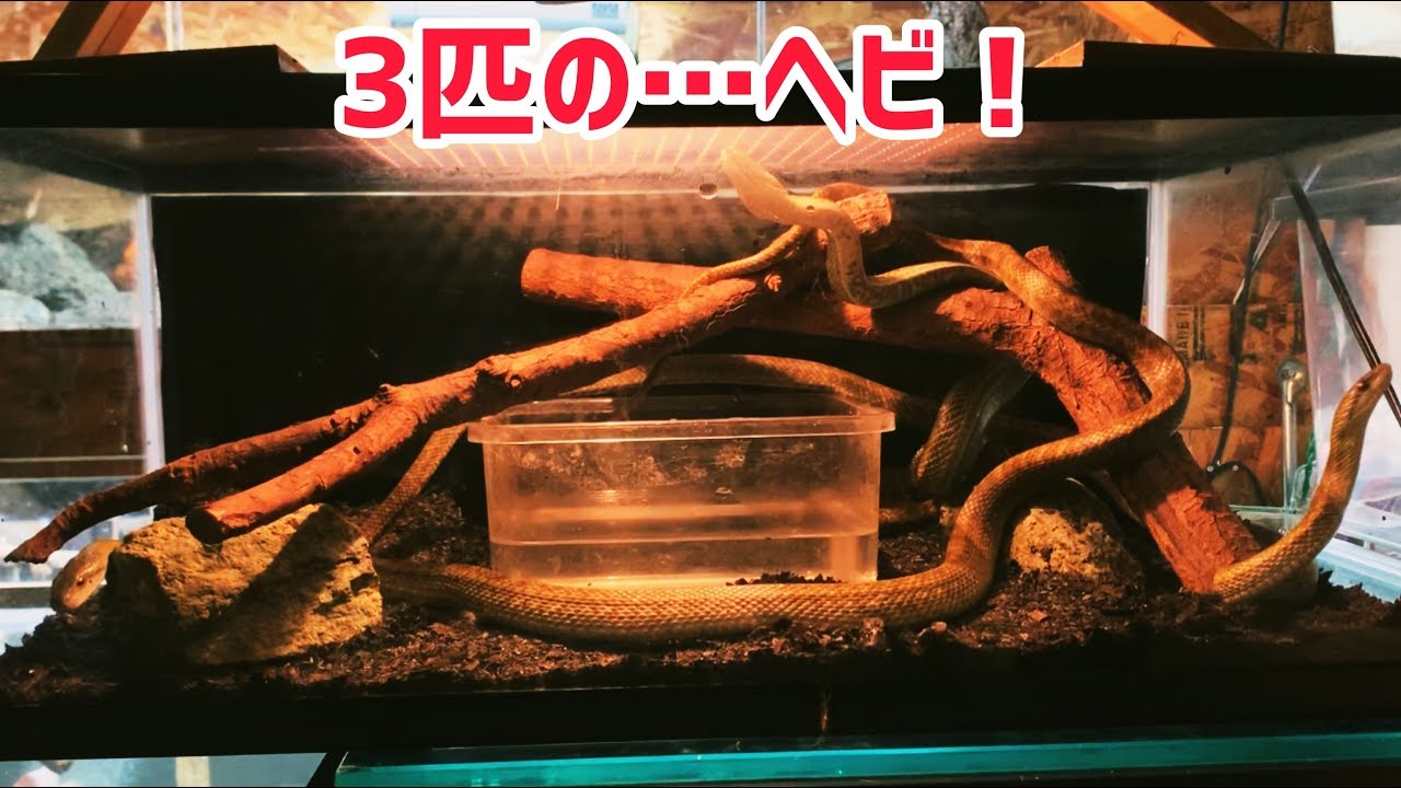 3匹の蛇たちが住む レイアウトケージ Youtube