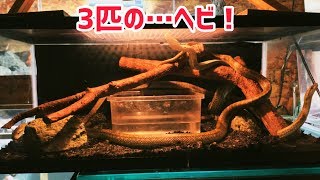3匹の蛇たちが住む レイアウトケージ Youtube 3匹の蛇たちが住む レイアウトケージ Youtube