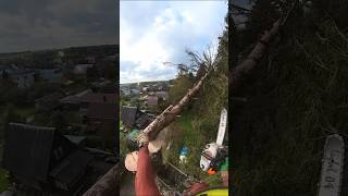 Арбористы пилят большие сухие деревья #арбористика #treeclimbing #arboristlife