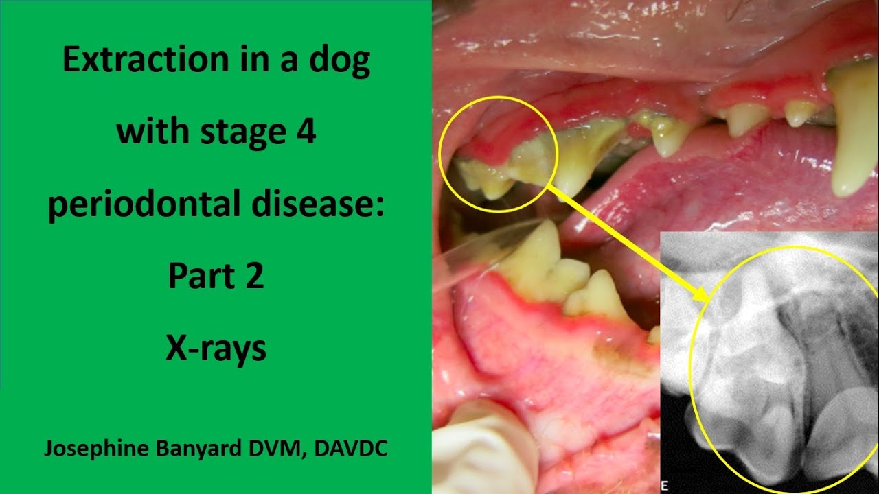 Extraction in a dog with Stage 4 Periodontal disease: Part 2 X rays