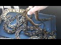 Calico ball pythons update