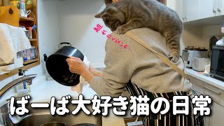 Cat Loves Owner | Life in Japan | #13