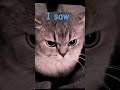 #cat #memes #famous #fyp #viral