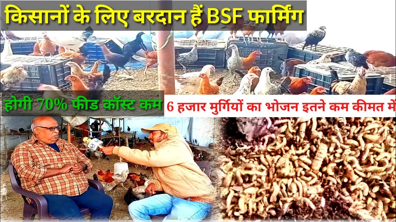 मुर्गी बत्तख बटेर के लिए प्राकृतिक भोजन BSF | BSF Farming | Black Soldier Fly Farming Bihar