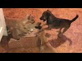 Puppies play with their box till cat Ovenmitt does what cats do