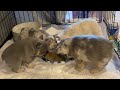 4 week puppies transition to solid food