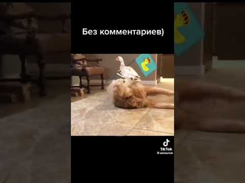 Видео: Прикол с собакой