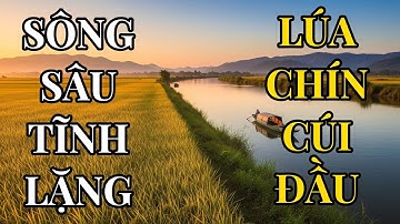 Sông sâu tĩnh lặng, lúa chín cúi đầu – Bài học nhân sinh sâu sắc