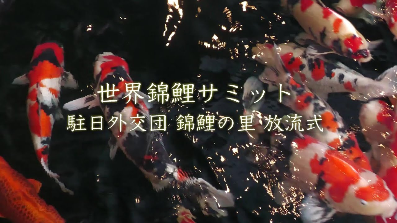 koi 錦鯉 唯一無二 静けさとリアル wonderful 柳道成 その他