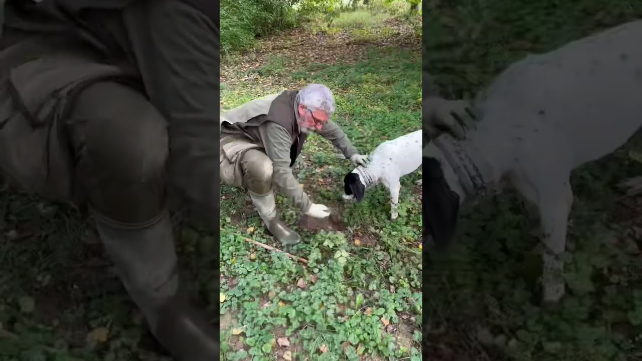 White truffle hunting in Piedmont Italy with Gianfranco Calvi from Magia del Tartufo.